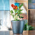 Anthurium Potted In Lechuza Classico Mini Planter - Charcoal Metallic - My City Plants