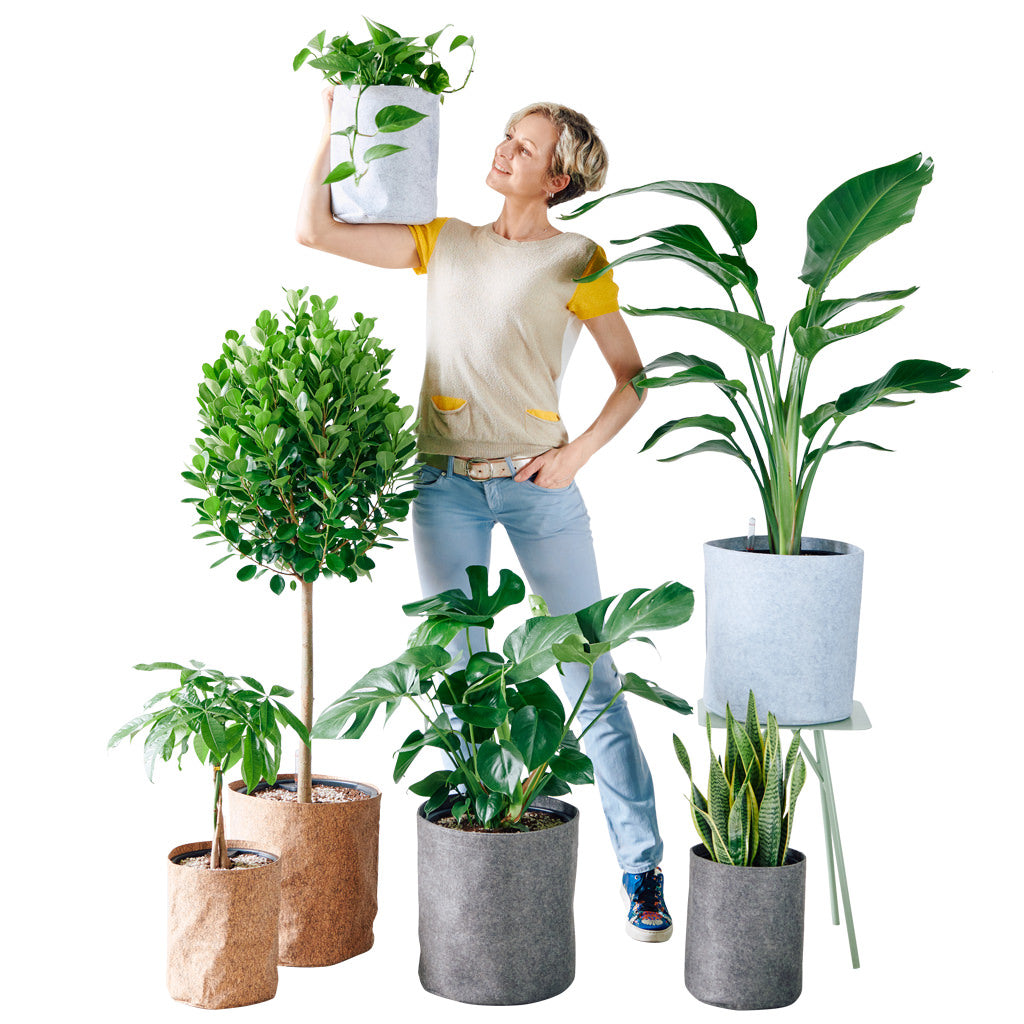 Potted Houseplant Delivery NYC - Plant Shop NYC